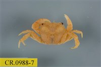 藏品(平背蜞)的圖片